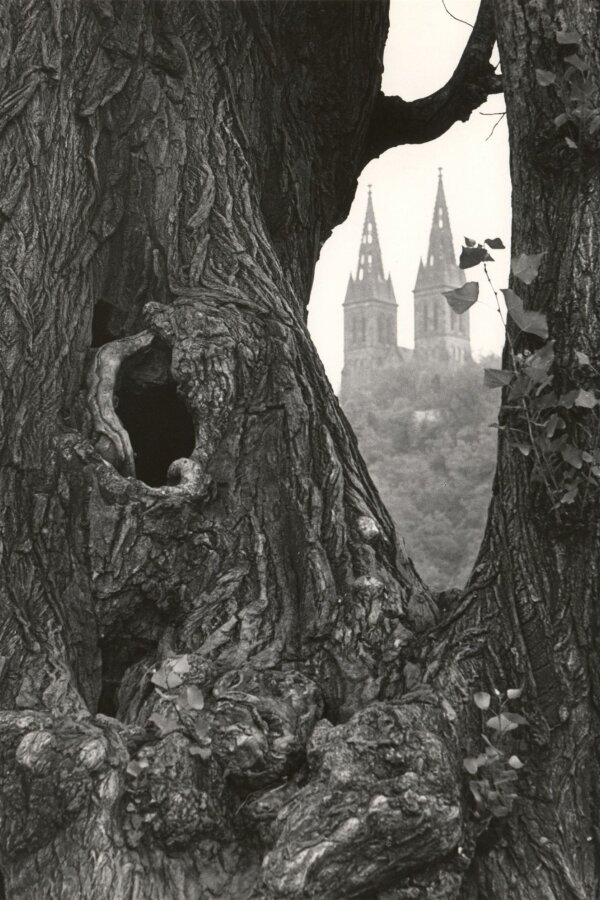 Jaroslav Vávra, Stará vrba